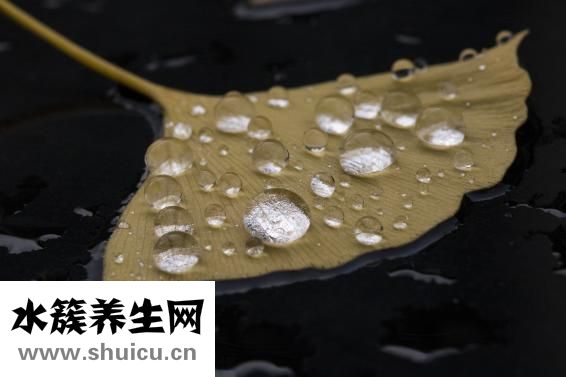 银杏叶滴丸说明书