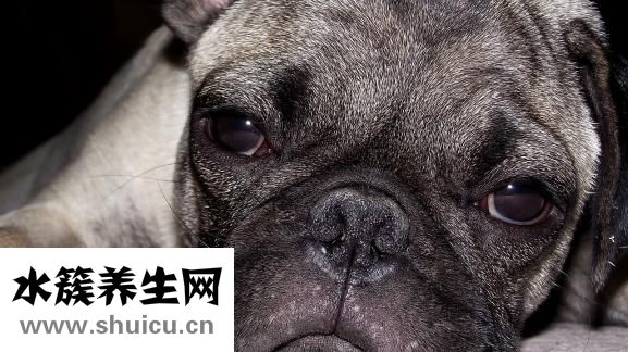牙床子肿痛怎么办