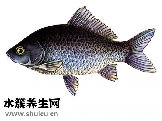 鲫鱼豆腐汤的功效