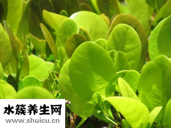 纹身会掉色吗