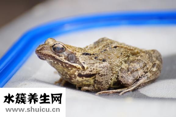 田鸡和青蛙的区别