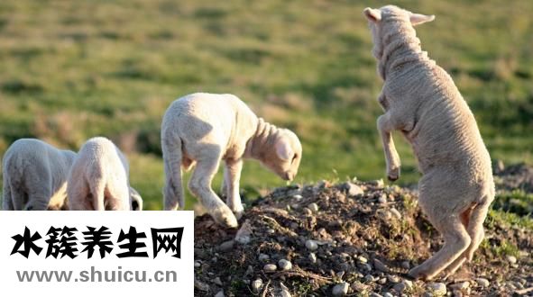 羊肉吃多了会怎样