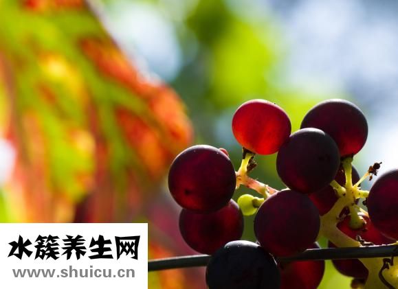 柚子的热量