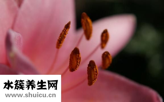 神经血管性头痛