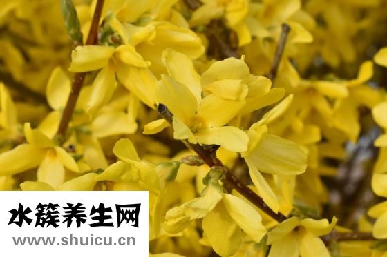 银翘解毒颗粒