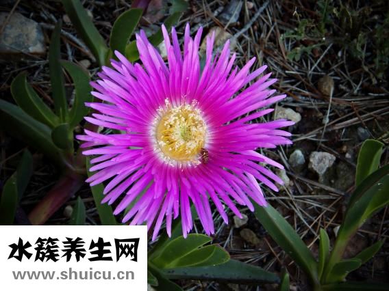 黄花菜怎么做好吃