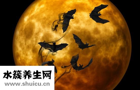 肩胛下角平对第几肋