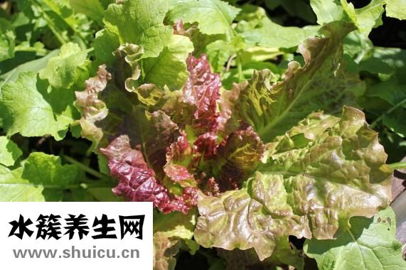 莴苣的做法大全