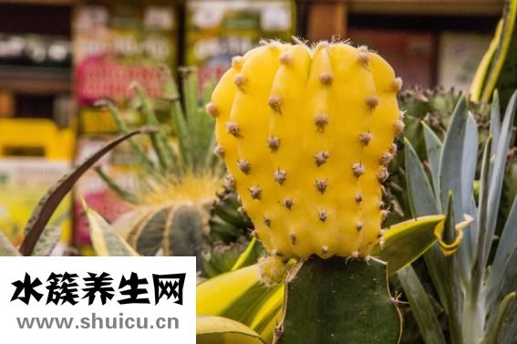 玉米须煮水