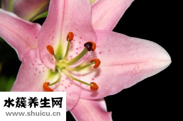 黄花菜怎么做好吃
