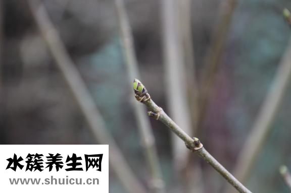 胰岛功能恢复
