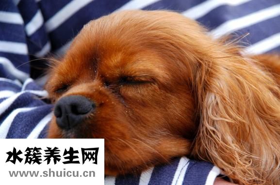 瞳孔扩散图片