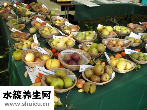 孕妇可以吃草莓不