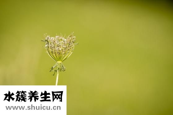 洋槐花洗净控干水分后即可食用（磷石膏烘干后水分）