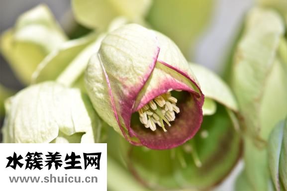 眼部化妆步骤