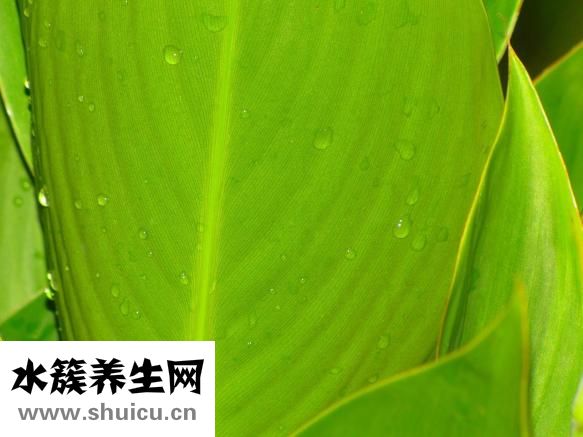 银杏叶片说明书