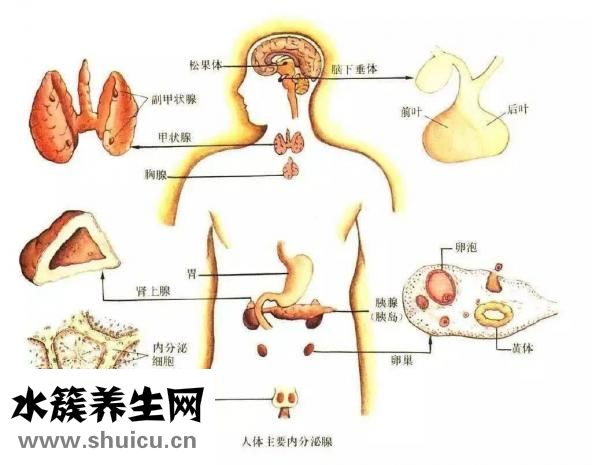 药流后多久来姨妈
