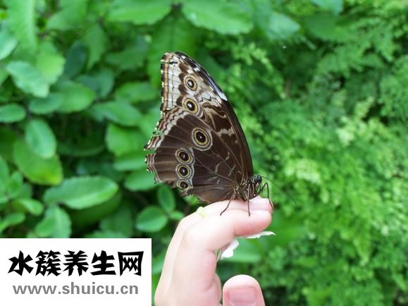跳芭蕾舞的脚