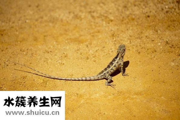 生物除皱针