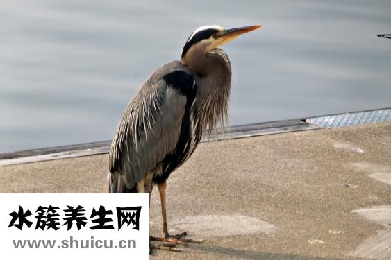 疝气必须做手术吗