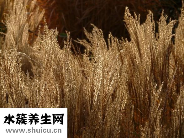 甘草的作用与功效