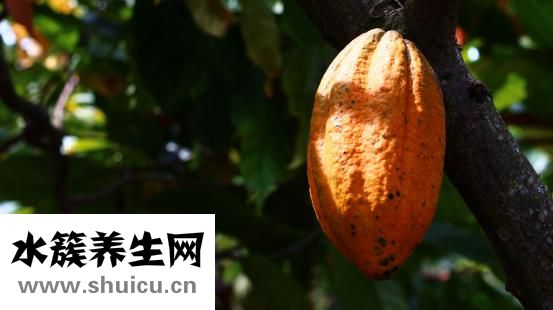 西兰花可以放多久