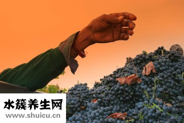 手掌经络图