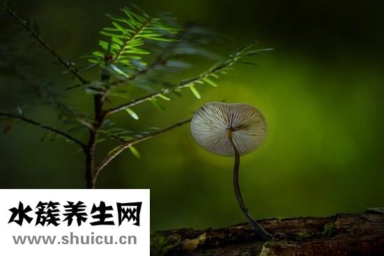 肠痉挛发作期间可服用下列药物来治疗