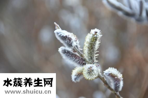 胸肌多久能练出来