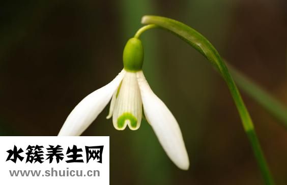 野格怎么喝