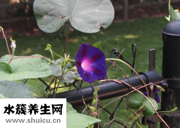 牵牛花的特点