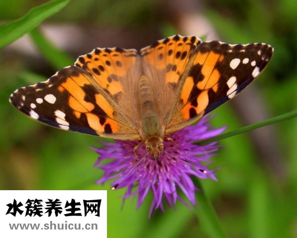 生物除皱针