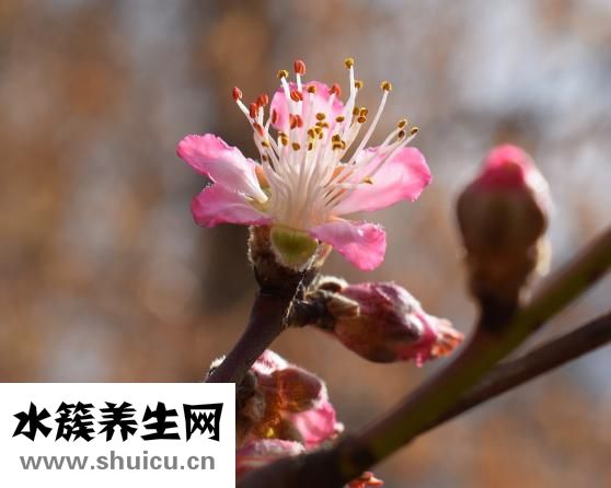 桃树重要的三遍药