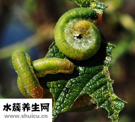 五香粉配方