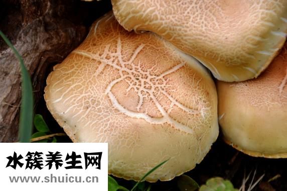 癣早期症状