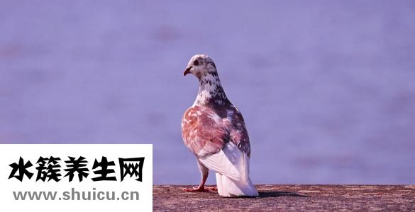 舔下面动态图