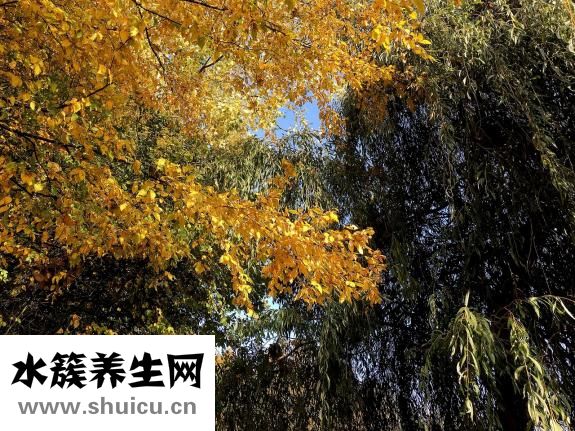 香辣耗儿鱼