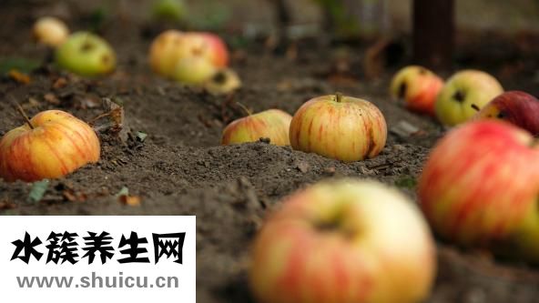 虾壳的营养价值