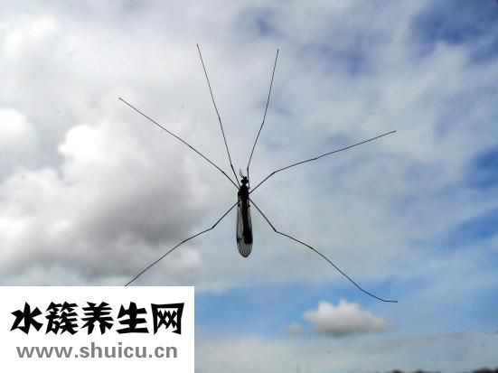 阿托品眼用凝胶