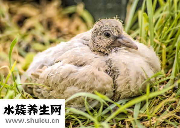 野生斑鸠能吃吗