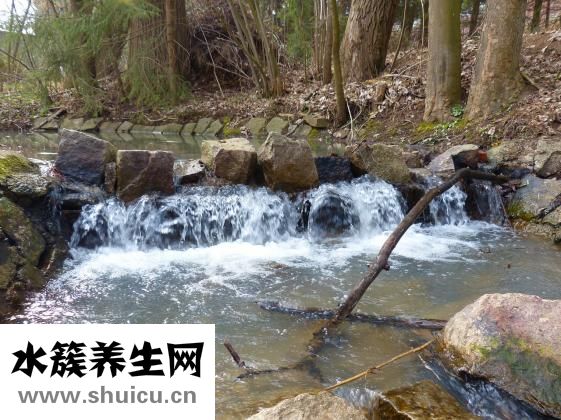 西梅上火吗
