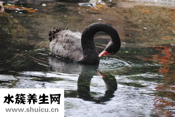 胎停孕原因