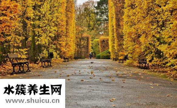 水煮大虾的做法