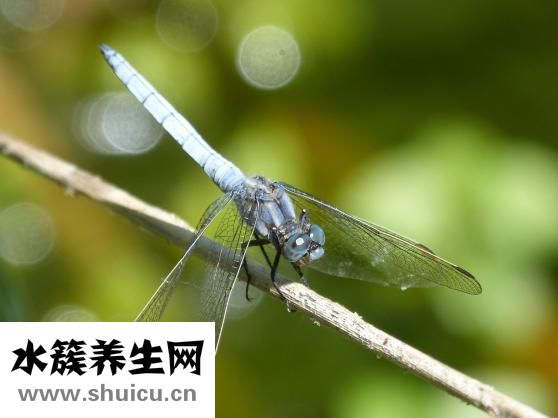 生物除皱针