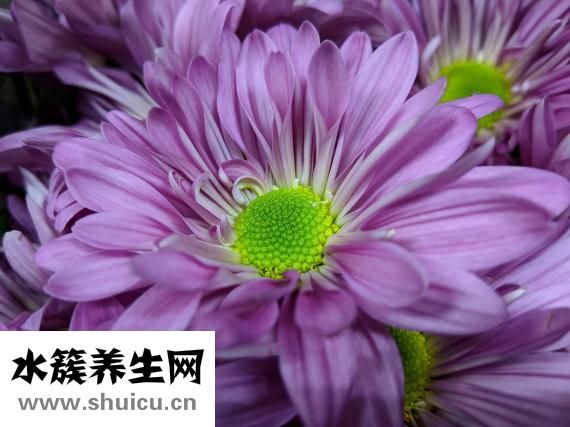 胃火旺怎么调理