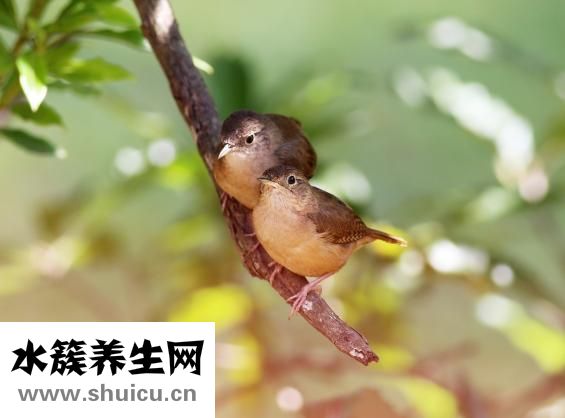 雌激素软膏