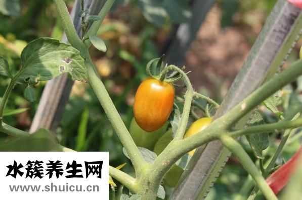 羊排怎样做最好吃