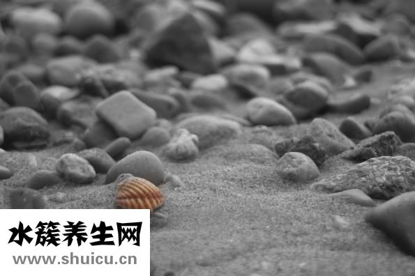 西洋参的功效