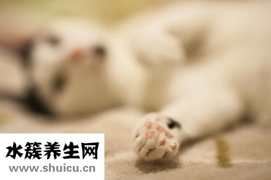 猪瘟传染人吗