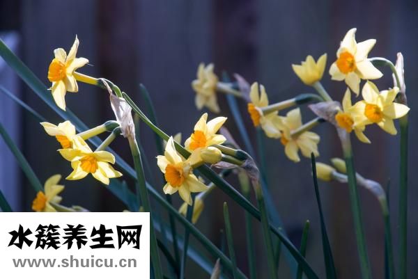 牵牛花的特点